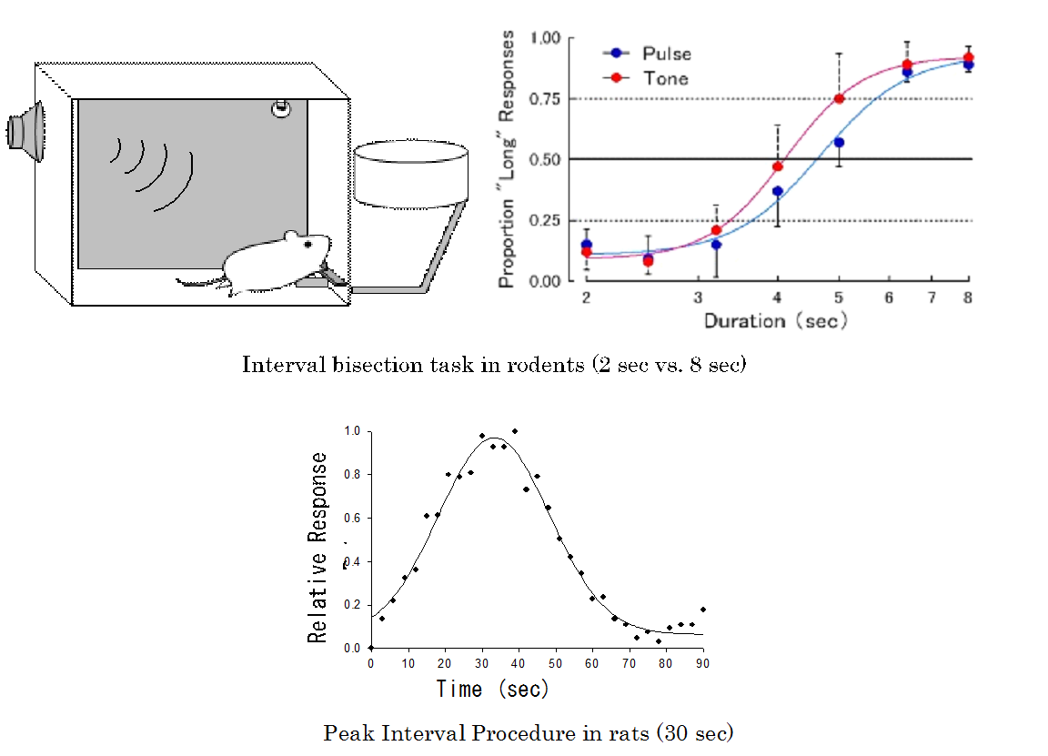 Interval timing mechanisms along with developmental differences in psychological properties in rodents